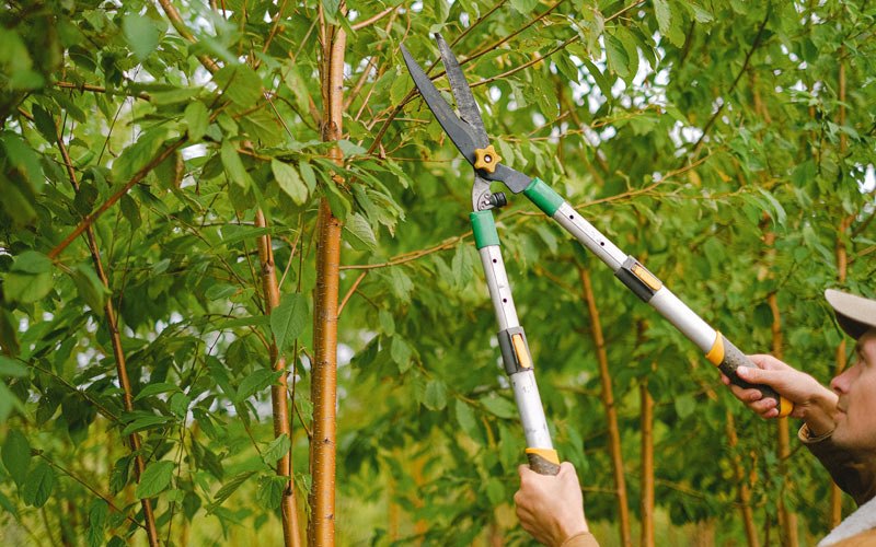 Tree trimming in Saddle River, NJ